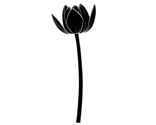 flowers png,night-blooming cereus,lotus png,tulipa,tulip background,retro flower silhouette,elven flower,tulip,artificial flower,single flower,rose png,black rose,tulip blossom,arisaema,tulipe,plastic flower,decorative flower,tulip flowers,lampion flower,minimalist flowers,Illustration,Japanese style,Japanese Style 05