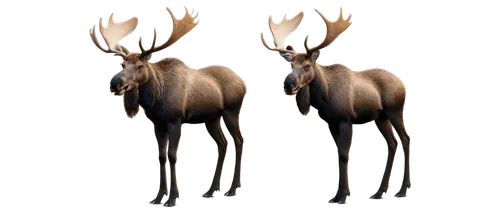 pair of ungulates,elk,moose antlers,antler velvet,deer illustration,hartebeest,buck antlers,antlers,male deer,european deer,kudu,antelopes,deers,stag,cervus elaphus,manchurian stag,glowing antlers,buffalo plaid antlers,caribou,deer antlers,Photography,Artistic Photography,Artistic Photography 06