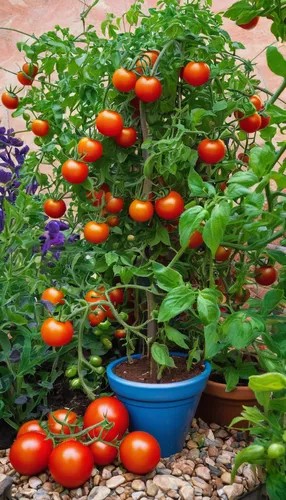 Describe a vibrant garden scene with cherry tomatoes growing in pots.,vine tomatoes,roma tomatoes,cherry tomatoes,grape tomatoes,small tomatoes,tomatoes,tomatos,plum tomato,pepper plant,cocktail tomat