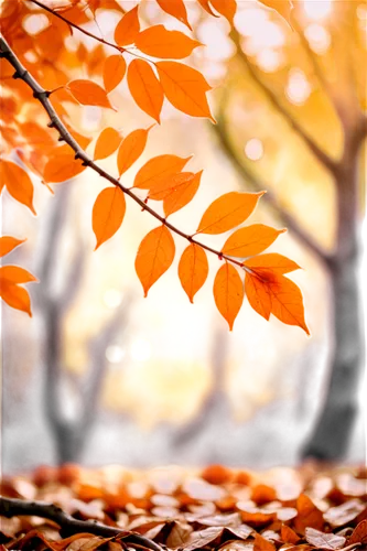 autumn background,autumn frame,leaf background,round autumn frame,autumn leaves,autumn icon,autumn leaf,autumnal leaves,autumn forest,autumn gold,autumn tree,golden autumn,light of autumn,autumn theme,autumn,autumn scenery,leaves frame,just autumn,autumn songs,beech leaves,Conceptual Art,Fantasy,Fantasy 31