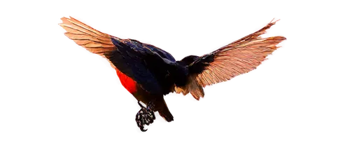 birdwing,rufous hummingbird,humming bird moth,male rufous hummingbird,bird wing,forewing,colibri,humming bird,bird hummingbird,glass wing butterfly,ruby-throated hummingbird,black-chinned hummingbird,puffleg,rofous hummingbird,bird fly,bird in flight,fantail,redstart,hindwings,rufous,Illustration,Vector,Vector 13