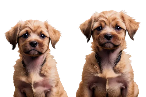 irish terrier,wirehaired,briard,yorkshire terrier puppy,biewer yorkshire terrier,mixed breed dog,airedale,shih poo,labradoodle,image manipulation,dog photography,yorkshire terrier,yorkie puppy,image editing,havanese,wheaten,dogue de bordeaux,shih tzu,parvovirus,dog pure-breed,Illustration,Children,Children 05