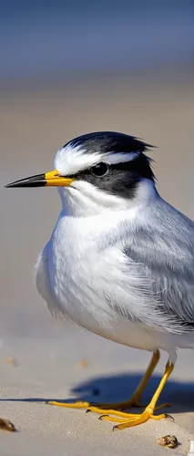 Least Tern on the Beach.jpg,crested terns,pacific heron,coastal bird,a species of marine bird,sandwich tern,white-faced heron,white necked heron,whiskered tern,egretta novaehollandiae,fairy tern,commo