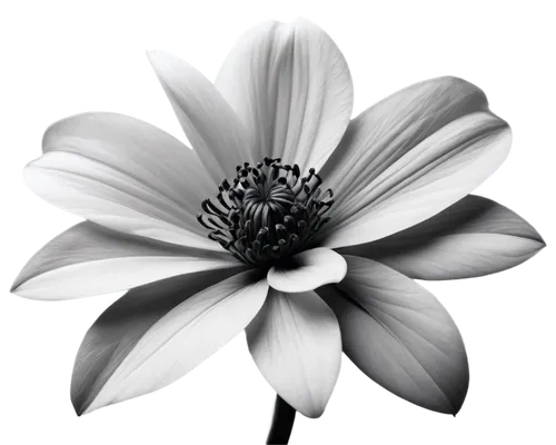 flannel flower,osteospermum,flowers png,african daisy,white dahlia,marguerite daisy,the white chrysanthemum,two-tone flower,minimalist flowers,shasta daisy,south african daisy,white chrysanthemum,barberton daisy,flower illustrative,daisy flower,white cosmos,white and black color,white flower,ox-eye daisy,marguerite,Illustration,Realistic Fantasy,Realistic Fantasy 22