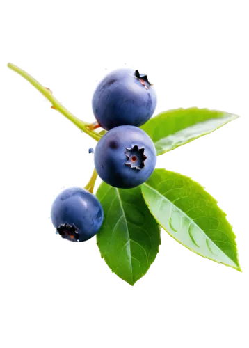 Blueberry, solo, small size, rounded shape, plump, juicy, sweet, bright blue color, green leafy stem, dew droplets, close-up shot, shallow depth of field, soft natural light, warm color tone, 1/2 comp