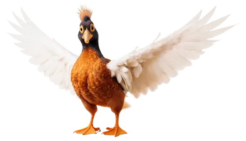 brahminy duck,garrison,bird png,uniphoenix,peacocke,rockerduck,poppycock,ornamental duck,wark,flamininus,garrisoned,araucana,duck bird,gamefowl,megapode,lameduck,platycercus,volpato,coq,bantam,Photography,Black and white photography,Black and White Photography 02