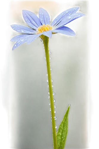 anemone blanda,blue anemone,blue flower,mountain bluets,blue petals,blue daisies,starflower,borage,dayflower,forget-me-not,blue chrysanthemum,chicory,african daisy,stamens,perennial daisy,flowers png,south african daisy,flannel flower,forget-me-nots,cornflower,Illustration,Paper based,Paper Based 06