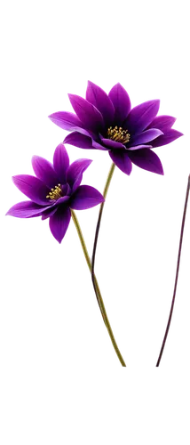 flowers png,stylidium,senetti,violet flowers,purple flowers,dodecatheon,purple flower,flower background,brodiaea,verbena,purple daisy,tradescantia,minimalist flowers,purple irises,lotus png,purple crocus,spider flower,grape-grass lily,pulsatilla,flower wallpaper,Illustration,Vector,Vector 02