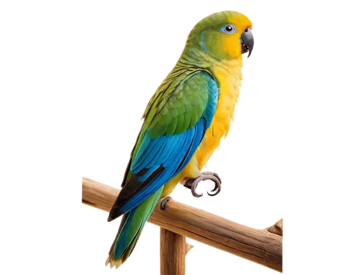 blue and gold macaw,yellow green parakeet,yellow parakeet,yellowish green parakeet,blue and yellow macaw,yellow macaw,beautiful yellow green parakeet,sun parakeet,sun conure,macaw hyacinth,sun conures,south american parakeet,kakariki parakeet,cute parakeet,golden parakeets,parakeet,blue parakeet,macaw,macaws blue gold,conure,Conceptual Art,Fantasy,Fantasy 32