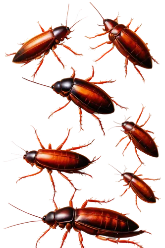 antineoplastons,apostolidis,multituberculata,oecomys,cockroaches,garridos,staphylinidae,pseudoscorpions,skeneidae,earwig,krill,firebugs,protoavis,pereiopods,gescartera,miniopterus,termite,ultracapacitors,decapods,centipede,Illustration,Black and White,Black and White 26