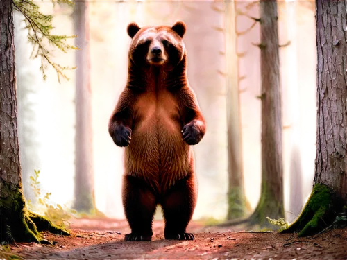 bearlike,nordic bear,bearmanor,bearman,bear guardian,bearse,ursine,forest animal,bear,brown bear,cute bear,european brown bear,great bear,little bear,bearishness,scandia bear,bearss,forebear,orso,beorn,Illustration,Realistic Fantasy,Realistic Fantasy 02