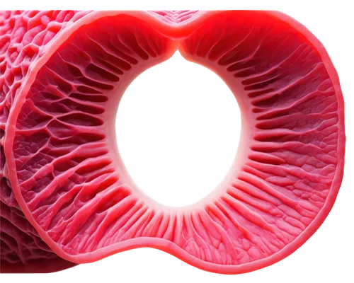 tricuspid,uvula,cardiovascular,splenomegaly,human heart,tavr,aorta,mediastinum,thrombus,pericardial,myocardium,diaphragm,epididymis,papillae,mitral,hypercholesterolemia,myocarditis,human cardiovascular system,jejunum,coronary vascular,Conceptual Art,Daily,Daily 09