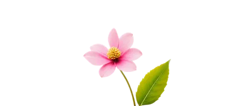 flowers png,flower background,minimalist flowers,chinese magnolia,magnolia × soulangeana,centaurium,lotus png,magnolia flower,magnolia star,pink floral background,pink magnolia,magnolia,pink flower,flower illustration,magnolia x soulangiana,paper flower background,single flower,tea flowers,small flower,floral digital background,Illustration,Realistic Fantasy,Realistic Fantasy 36