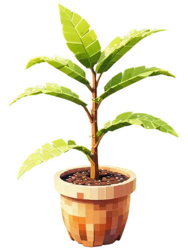 potted palm,potted plant,potted tree,houseplant,container plant,money plant,wooden flower pot,fern plant,pot plant,plant pot,growth icon,ficus,norfolk island pine,rank plant,sapling,zamia,maple tree in pot,hostplant,green plant,plant,Unique,Pixel,Pixel 03