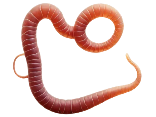 Microscopic, pinworms, multiple, curved bodies, thin tails, translucent skin, brownish color, human feces, dark background, soft focus, shallow depth of field, 3/4 composition, warm lighting, detailed