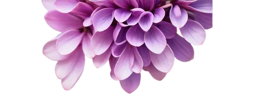 flowers png,purple chrysanthemum,purple dahlia,dahlia purple,violet chrysanthemum,purple dahlias,crown chakra flower,india hyacinth,anemone purple floral,tulipan violet,chrysanthemum background,purple anemone,violet tulip,pink hyacinth,dahlia pink,purple flower,flower illustrative,pink chrysanthemum,lotus png,african daisy,Conceptual Art,Sci-Fi,Sci-Fi 18