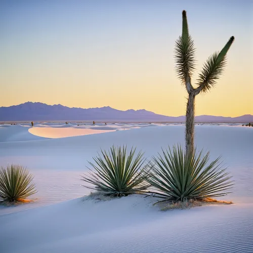 Sunset and Yuccas, White Sands NM,white sands national monument,desert desert landscape,desert landscape,desert plant,desert plants,white sands dunes,mojave desert,capture desert,desert palm,yucca pal