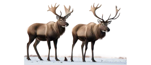 Majestic Caribou, winter season, thick fur, brown coat, white belly, large antlers, gentle eyes, serene facial expression, standing posture, legs bent slightly, hooves touching snowy ground, frosty br