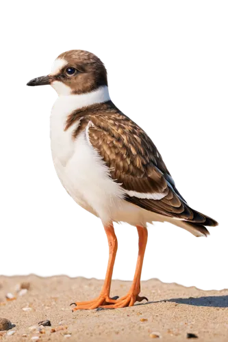 Small bird, plover, solo, beach scene, brown back feathers, white belly, black head, orange beak, standing, one leg bent, looking around, sunny day, soft lighting, shallow depth of field, warm color t