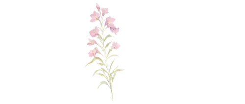 flowers png,pink grass,spineflower,gladiolas,minimalist flowers,pastel wallpaper,gaura,epilobium,elven flower,orchidaceae,gladioli,fireweed,gladiolus,salt flower,light pink,pearlescent,spectabilis,desert flower,blooming grass,pink flower white,Illustration,Black and White,Black and White 22