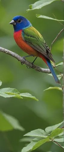 the atlanta area is a little to far inland for the painted bunting,painted bunting,rosella,tanager,periparus ater,orange-breasted sunbird,white-crowned,green rosella,blue-capped motmot,sunbird,orange-