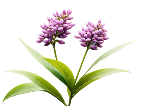 india hyacinth,flowers png,small-leaf lilac,graph hyacinth,syringa,heath orchid,curcuma,eucomis,wild orchid,pink hyacinth,daphne flower,fernleaf lavender,syringa vulgaris,pineapple lily,common lilac,tuberose,ericaceae,hyacinth,aromatic plant,perennial plant,Conceptual Art,Graffiti Art,Graffiti Art 02