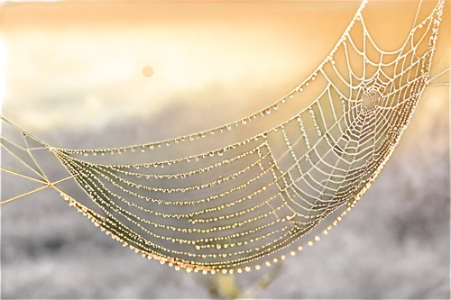 morning dew in the cobweb,spider silk,spiderweb,spider net,spider web,spider's web,cobweb,fishing net,frozen morning dew,fishing nets,cobwebs,tangle-web spider,lantern string,webbing,suspended leaf,web,spider the golden silk,gold filigree,early morning dew,bird protection net,Illustration,Vector,Vector 21