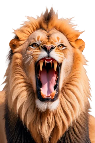 roaring,roar,to roar,panthera leo,lion,leonine,lion - feline,tigon,male lion,magan,african lion,lion head,tigr,roars,mandylion,iraklion,tiger png,king of the jungle,skeezy lion,liger,Conceptual Art,Daily,Daily 10