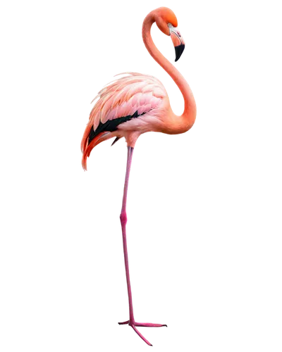 greater flamingo,pink flamingo,flamingo,two flamingo,flamingo couple,flamingo with shadow,lawn flamingo,flamingo pattern,cuba flamingos,flamingos,bird png,flamingoes,grey neck king crane,crane-like bird,pink flamingos,bird illustration,pink vector,platycercus,stork,anthropomorphized animals,Unique,Paper Cuts,Paper Cuts 01