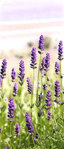 lavender flowers,lavender field,lavander,hyssop,lavendar,lavender fields,lavenders,lavender cultivation,lupines,lavandula,agastache,liatris,the lavender flower,lavender flower,salvia,lavender bunch,lavender,purple landscape,verbena,vervain,Art,Artistic Painting,Artistic Painting 44