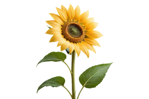 stored sunflower,sunflower,sunflower paper,woodland sunflower,sunflower lace background,helianthus,small sun flower,helianthus occidentalis,helianthus annuus,sunflowers in vase,helianthus sunbelievable,yellow gerbera,sun flower,flowers sunflower,flowers png,sun flowers,sunflowers and locusts are together,sunflower coloring,sunflowers,helianthus tuberosus,Illustration,Black and White,Black and White 03
