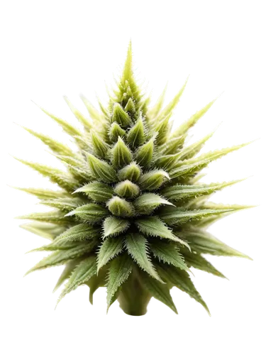 Marijuana buds, pistils, greenish-white color, dense trichomes, hairy stigma, macro shot, shallow depth of field, warm lighting, soft focus, 1/2 composition, close-up view, realistic texture, natural 