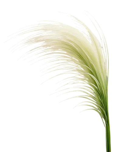 Pampas grass, transparent background, soft delicate blades, feathery plumes, gentle curves, natural green color, subtle texture, morning dew, warm sunlight, shallow depth of field, 3/4 composition, ci