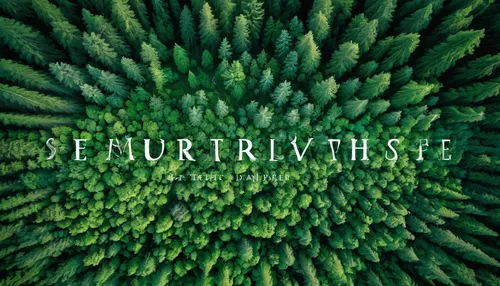 silvertip fir,feurspritze,curative,spruce forest,spruce-fir forest,refractive,burclover,turf,furrow,septure,furrows,viticulture,evergreen trees,urtica,futura,regenerative,deforested,subshrub,turnover,urticaceae,Illustration,Vector,Vector 21
