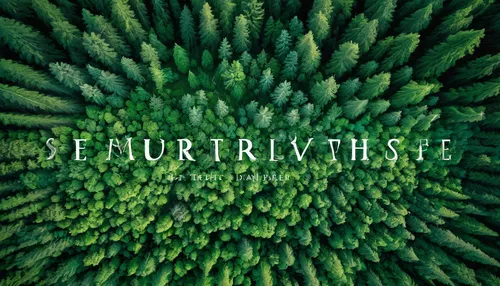 Capture a serene overhead shot of a lush green forest.,silvertip fir,feurspritze,curative,spruce forest,spruce-fir forest,refractive,burclover,turf,furrow,septure,furrows,viticulture,evergreen trees,u