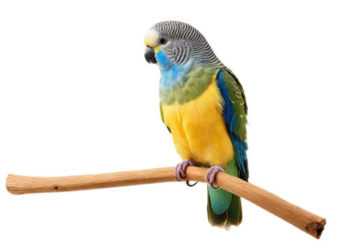 yellow parakeet,blue parakeet,yellow green parakeet,beautiful parakeet,sun parakeet,budgerigar,budgerigar parakeet,blue and gold macaw,cute parakeet,beautiful yellow green parakeet,south american parakeet,parrotlet,blue and yellow macaw,budgie,the slender-billed parakeet,yellowish green parakeet,parakeet,budgerigars,blue macaw,blue parrot,Illustration,Realistic Fantasy,Realistic Fantasy 07