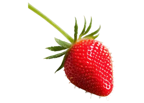 strawberry ripe,strawberry,mock strawberry,red strawberry,strawberry plant,alpine strawberry,virginia strawberry,strawberries,mollberry,strawberry flower,strawberries falcon,nannyberry,berry fruit,tayberry,red fruit,west indian raspberry ,west indian raspberry,fruit,native raspberry,raspberry,Conceptual Art,Fantasy,Fantasy 30