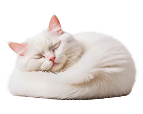 sleeping cat,turkish angora,american curl,white cat,beautiful cat asleep,cat resting,turkish van,curled up,cat sleeping on back,cute cat,cat image,cat bed,birman,kitten asleep in a pot,japanese bobtail,cat vector,pillow,cats angora,american shorthair,american bobtail,Conceptual Art,Daily,Daily 26