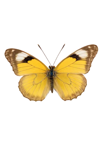 euphydryas,hesperia (butterfly),butterfly vector,melanargia,melanargia galathea,vanessa atalanta,skipper (butterfly),melitaea,colias croceus,brush-footed butterfly,yellow butterfly,chloris chloris,palamedes swallowtail,colias hyale,vanessa cardui,chelydridae,lepidoptera,papillon,french butterfly,silver spotted skipper,Art,Classical Oil Painting,Classical Oil Painting 39