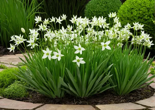 Describe the delicate beauty of ornithogalum umbellatum in a serene garden.,easter lilies,garden star of bethlehem,tulip white,madonna lily,white tulips,white lily,white trumpet lily,landscape designe