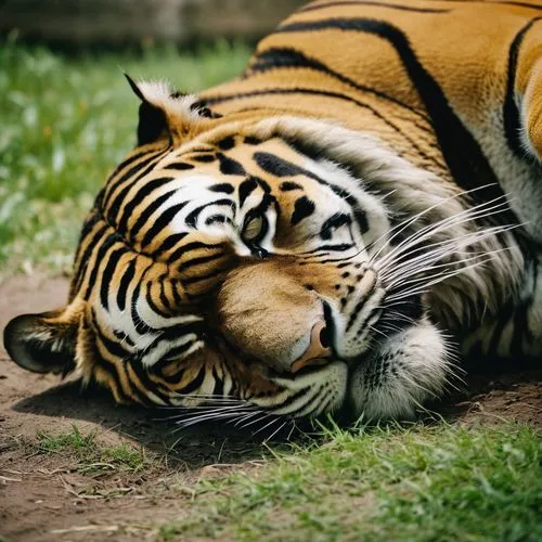 tiger sleeping,harimau,sumatran tiger,tigre,bengal tiger,sumatrana,asian tiger,a tiger,tigerish,tigert,bandhavgarh,stigers,tigress,bengalensis,tigers,zabu,tigres,malayan tiger cub,tigar,tigerle,Photography,Documentary Photography,Documentary Photography 01