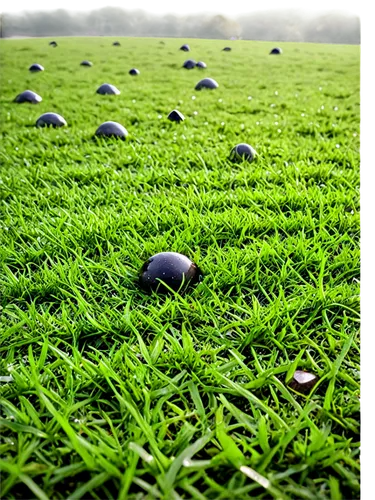 turfgrass,grass golf ball,grass seeds,artificial grass,bentgrass,golf course grass,dew on grass,green lawn,ryegrass,green grass,golf lawn,grass blades,poa,field of cereals,lawn,grass,football pitch,soccer field,block of grass,grasslike,Photography,Documentary Photography,Documentary Photography 33