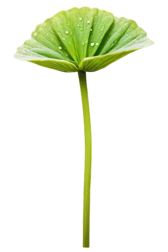 Green flower, solitary, delicate petals, golden center, stem, leafy greens, water droplets, soft focus, natural light, 3/4 composition, shallow depth of field, vibrant color tone, cinematic lighting.,