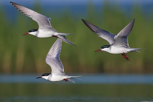 Write a poetic description of a serene lake with whiskered terns gracefully gliding above.,flying common tern,caspian tern,common tern,tern flying,arctic tern,flying tern,tern bird,royal tern,terns,wh