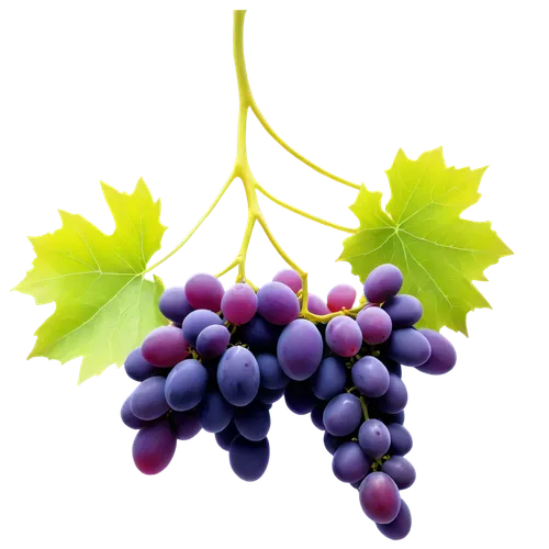 grapes icon,purple grapes,wine grape,grapes,blue grapes,wine grapes,grape vine,table grapes,grape hyancinths,red grapes,fresh grapes,vineyard grapes,vitis,grape seed extract,grapevines,grape vines,grape seed oil,bunch of grapes,grape turkish,wood and grapes,Illustration,Paper based,Paper Based 05