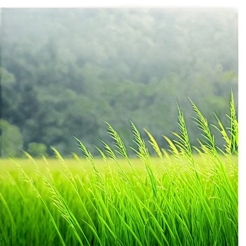 long grass,wheat germ grass,ricefield,paddy field,aaa,rice cultivation,barley cultivation,grass grasses,green wallpaper,rice field,sweet grass,sweet grass plant,green grain,meadow fescue,arrowgrass,reed grass,quail grass,wheat grass,green wheat,the rice field,Art,Classical Oil Painting,Classical Oil Painting 23