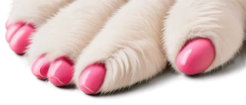 dog paw,toes,dog cat paw,foot model,toe,cat's paw,artificial nails,pig's feet,talons,clove pink,cat paw mist,girl feet,angora,zebra fur,feet closeup,women's cream,cats angora,paw,fringed pink,the pink panter,Illustration,Black and White,Black and White 01