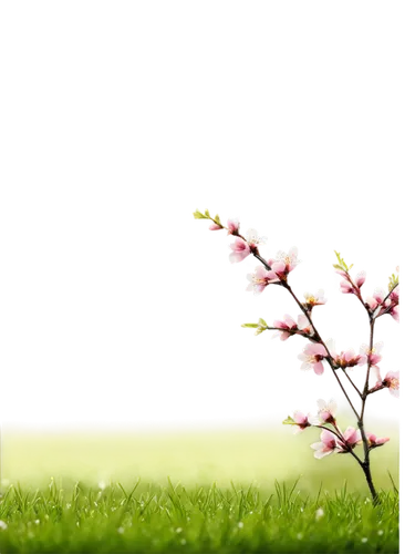 spring leaf background,spring background,grass blossom,blooming grass,cherry blossom branch,springtime background,flower background,japanese sakura background,japanese floral background,sakura branch,sakura background,japanese carnation cherry,sakura flower,spring blossom,sakura tree,flower wallpaper,nature background,cherry branches,flowers png,plum blossom,Art,Classical Oil Painting,Classical Oil Painting 25