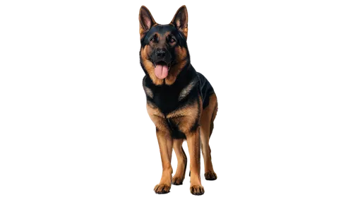 doberman,doberan,australian kelpie,german shepherd dog,schutzhund,pinscher,dobie,dobermannt,kelpie,malinois,oberweiler,mwd,gsd,belgian shepherd dog,rottweiler,dober,malinovsky,dobermans,rott,alsatian,Photography,Black and white photography,Black and White Photography 11