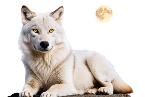 atka,aleu,wolpaw,wolfsangel,white wolves,constellation wolf,wolfgramm,wolffian,wolstein,samoyedic,lumi,howling wolf,canidae,wolfed,wolfen,graywolf,wolfsschanze,european wolf,white fox,wolf,Illustration,American Style,American Style 05